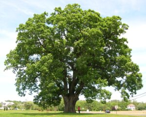 Hvid amerikansk eg - Quercus Alba